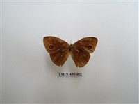 藏品(眉眼蝶)的圖片